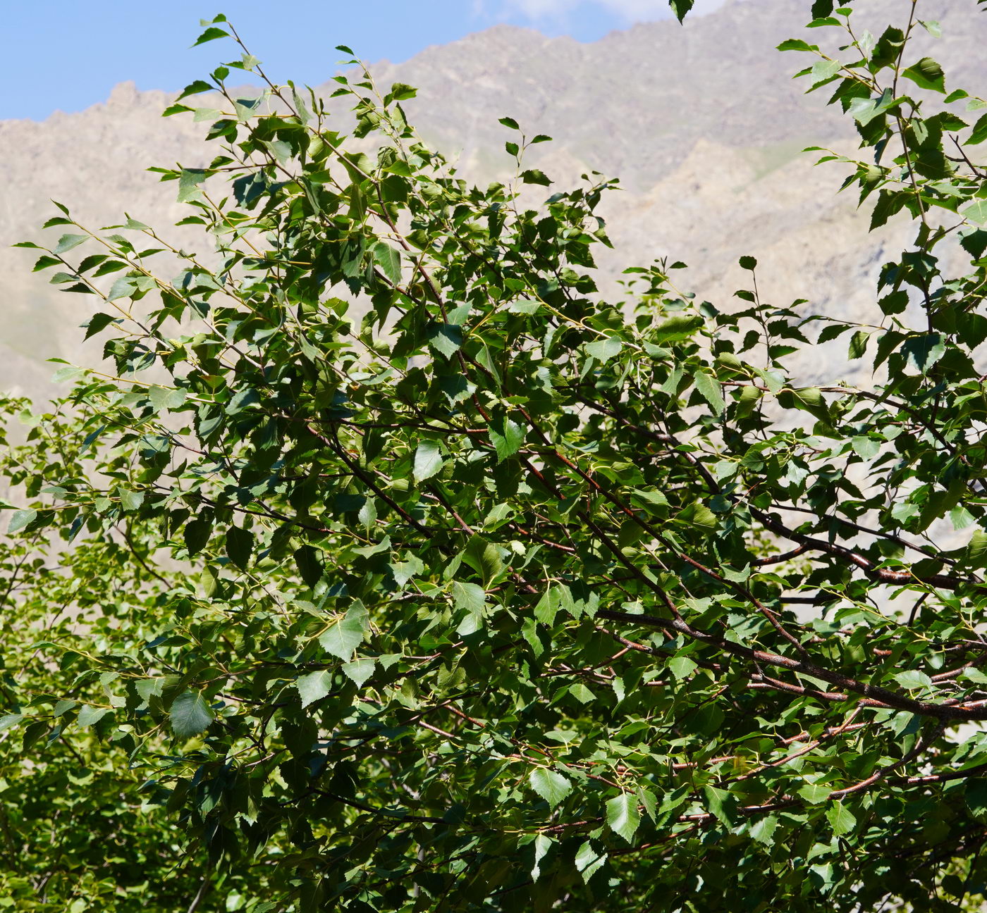 Изображение особи Betula seravschanica.