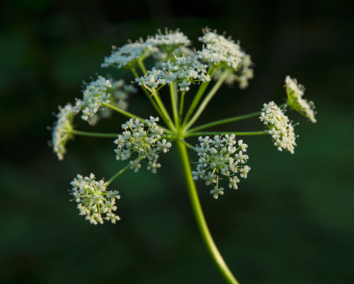 Image of familia Apiaceae specimen.