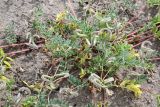 Astragalus bakaliensis