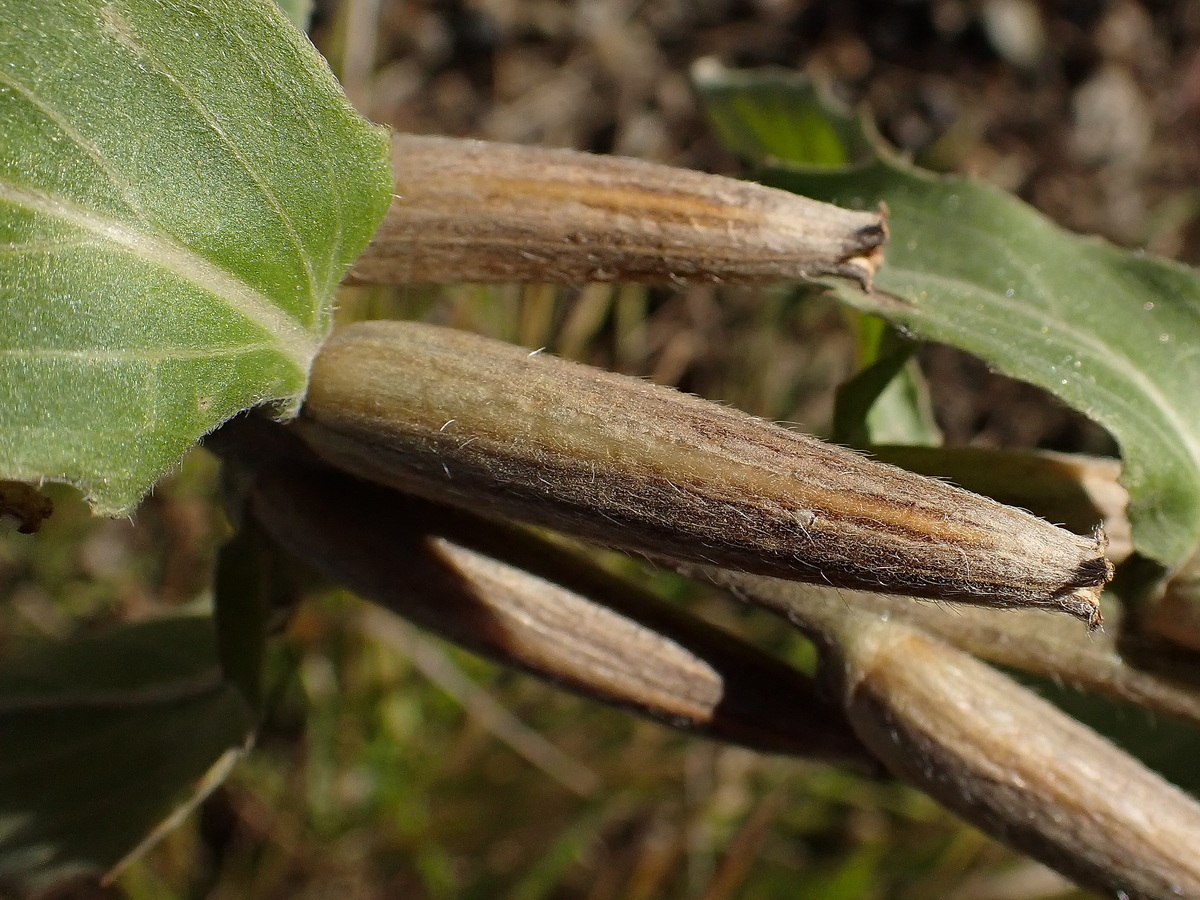 Изображение особи Oenothera depressa.