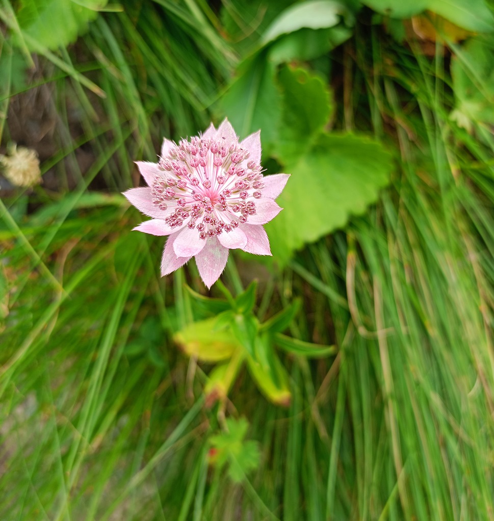 Изображение особи Astrantia maxima.