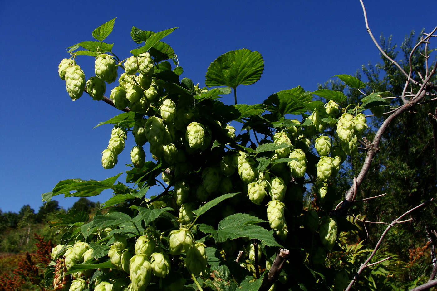 Image of Humulus lupulus specimen.