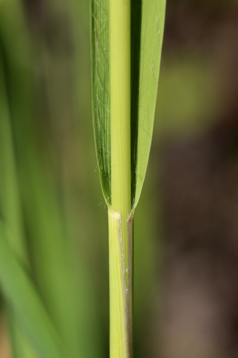 Image of Molinia caerulea specimen.