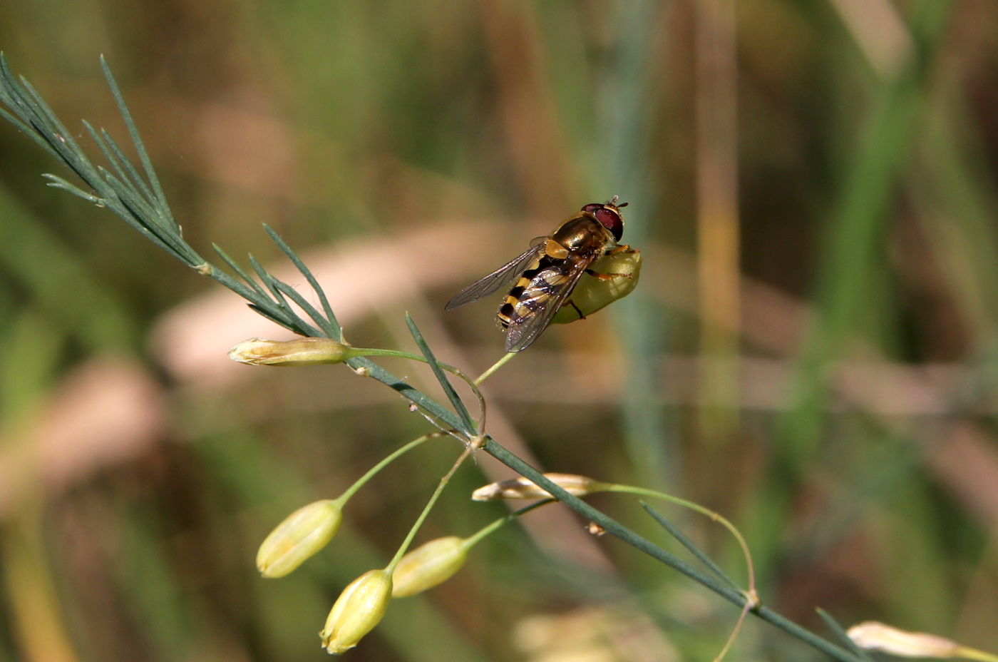 Image of Asparagus officinalis specimen.