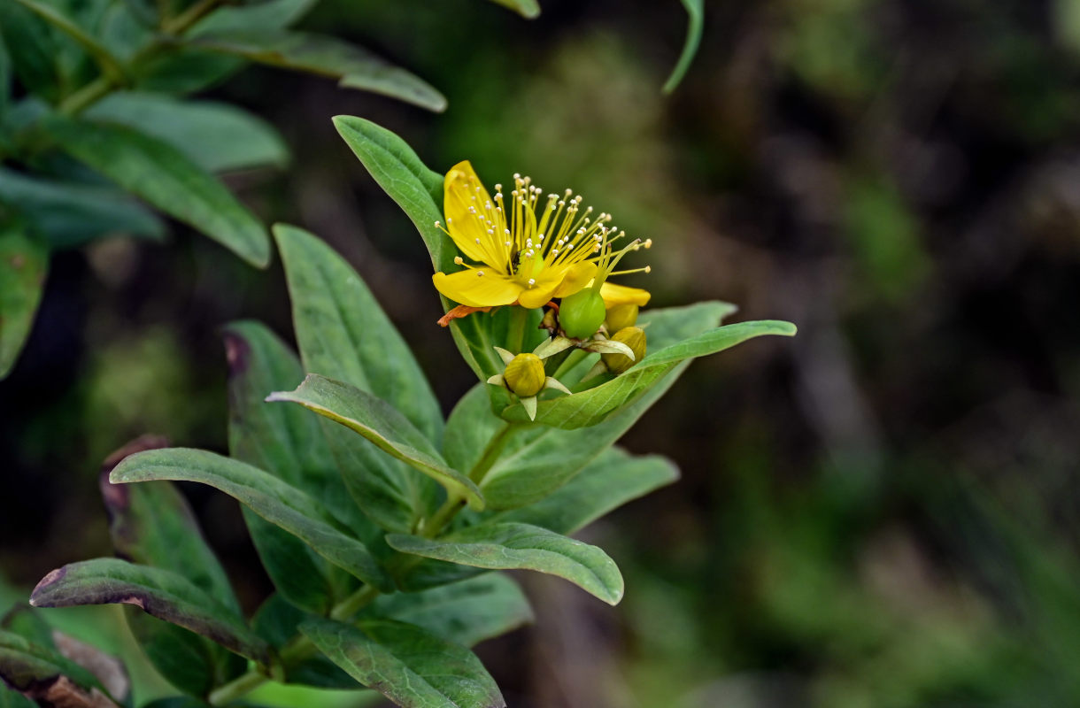 Image of Hypericum foliosum specimen.
