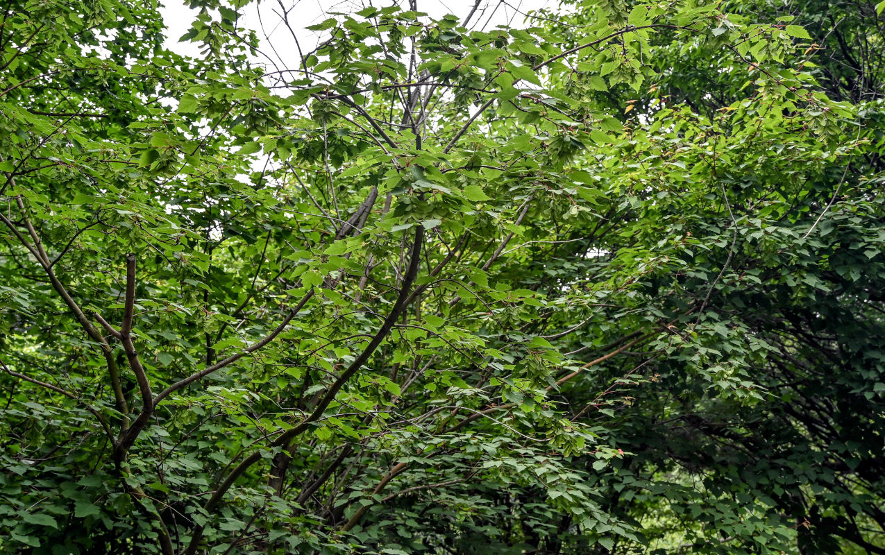 Изображение особи Acer stachyophyllum.