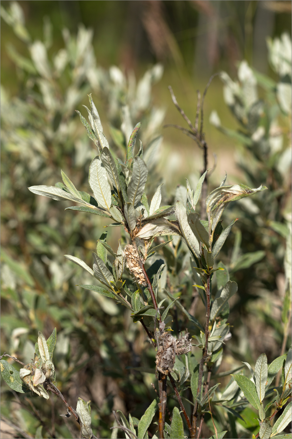 Image of genus Salix specimen.