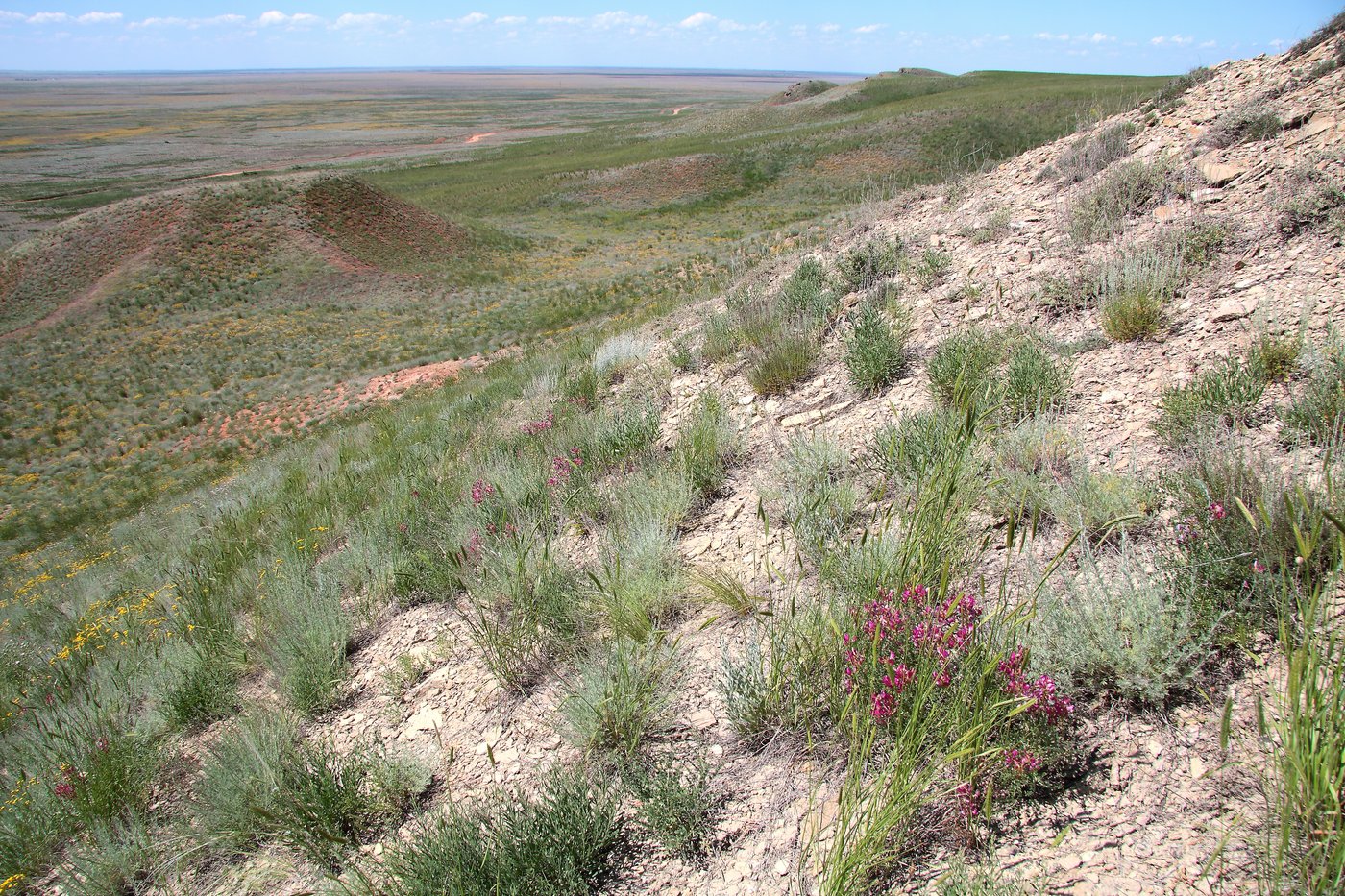 Изображение особи Eversmannia subspinosa.