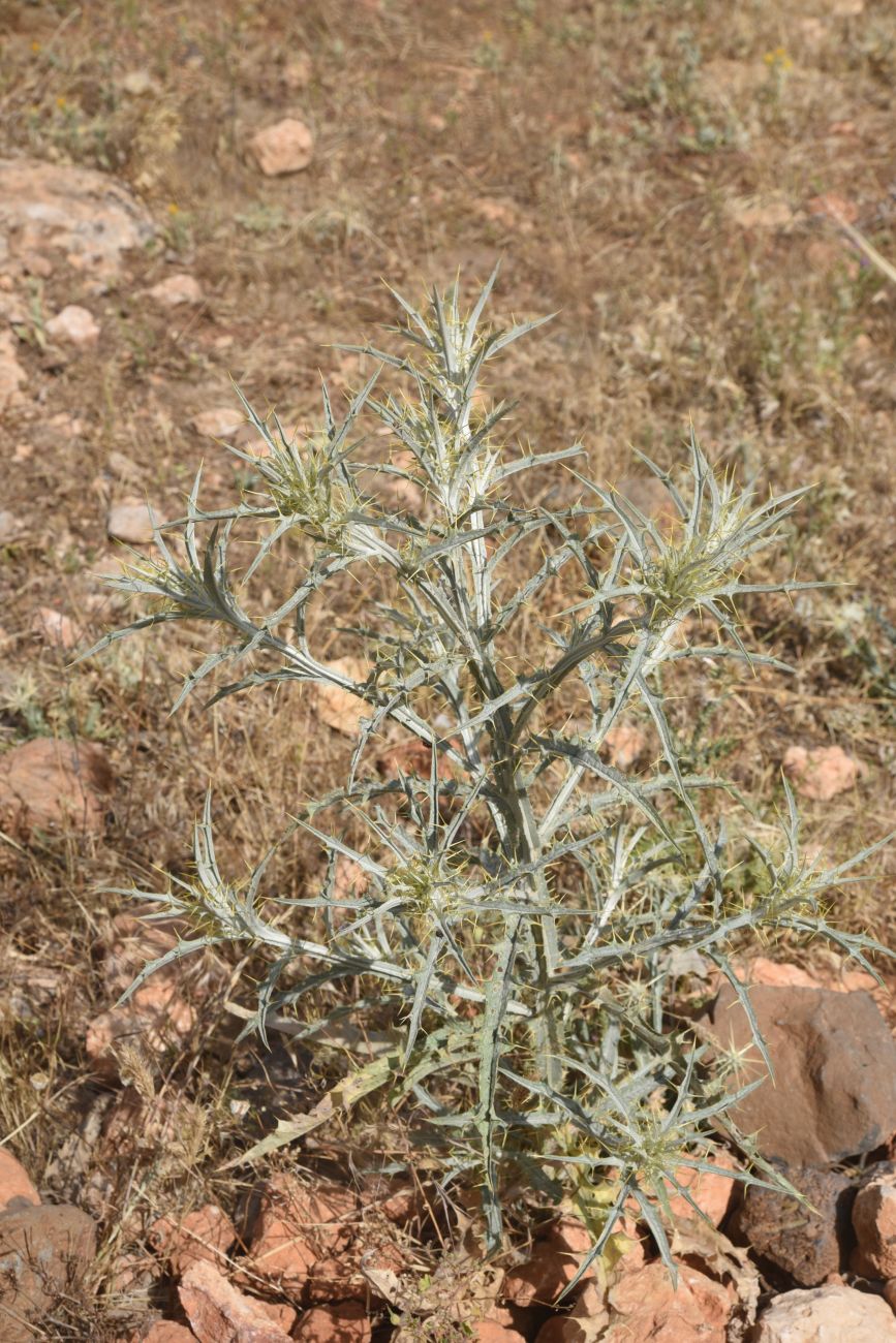 Изображение особи Picnomon acarna.