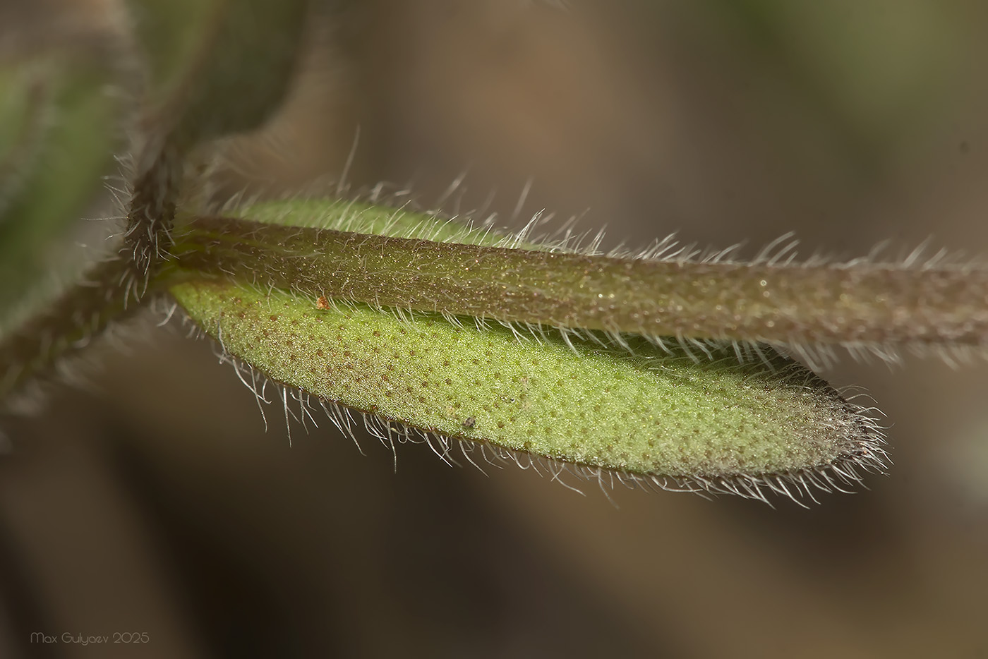 Изображение особи Myosotis ramosissima.