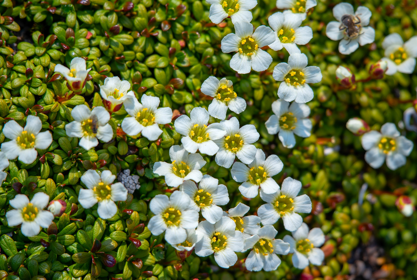 Изображение особи Diapensia obovata.