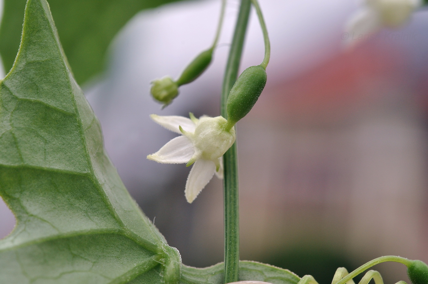 Image of Zehneria japonica specimen.