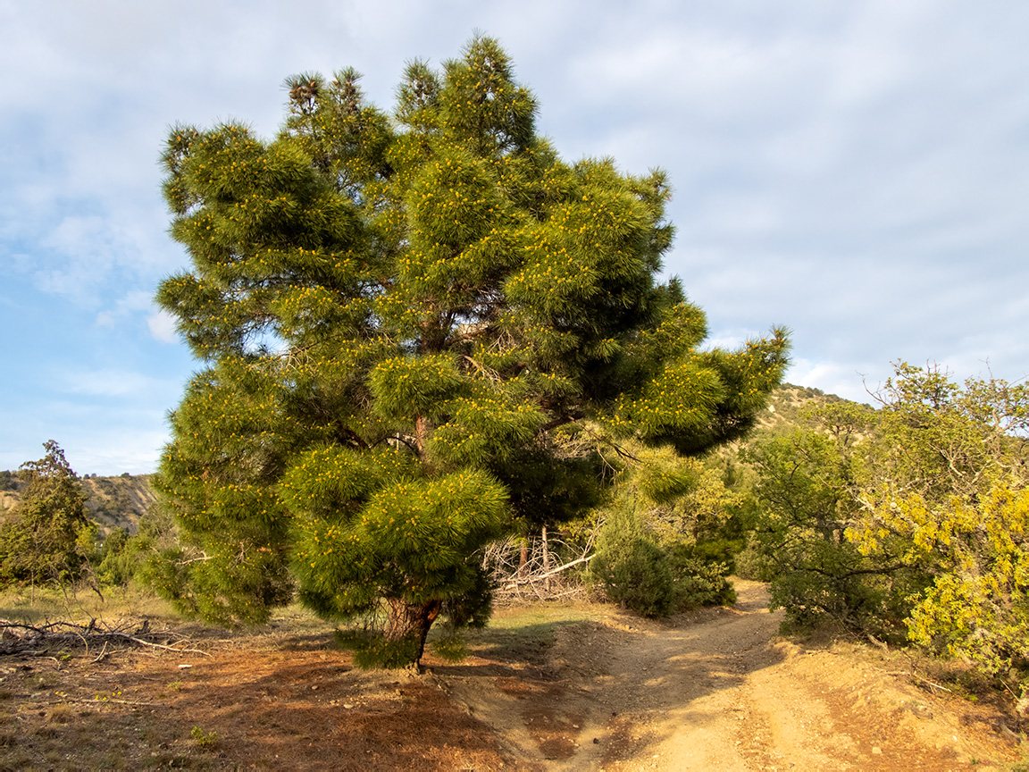 Изображение особи Pinus pityusa.