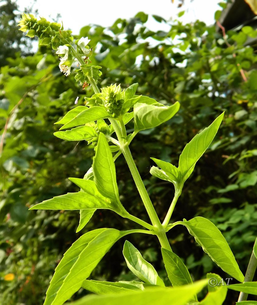 Image of Ocimum basilicum specimen.