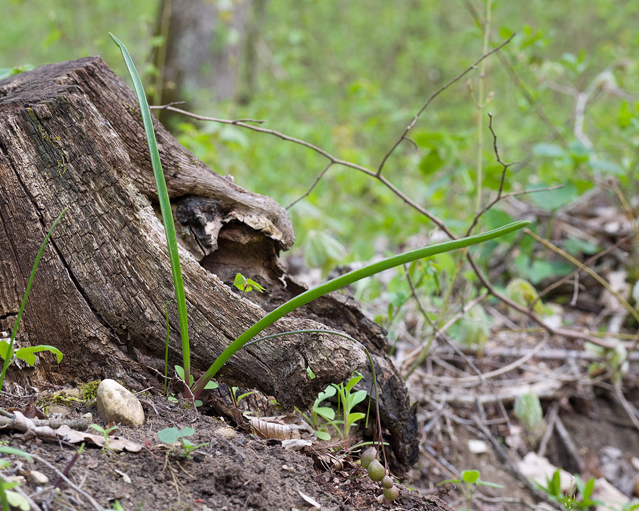 Изображение особи Scilla bifolia.