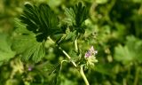 Geranium divaricatum. Верхушка генеративного побега с соцветием. Астраханская обл., Камызякский р-н, окр. с. Нижнекалиновский, старый лоховый лес на заброшенных с/х чеках. 30.04.2026.