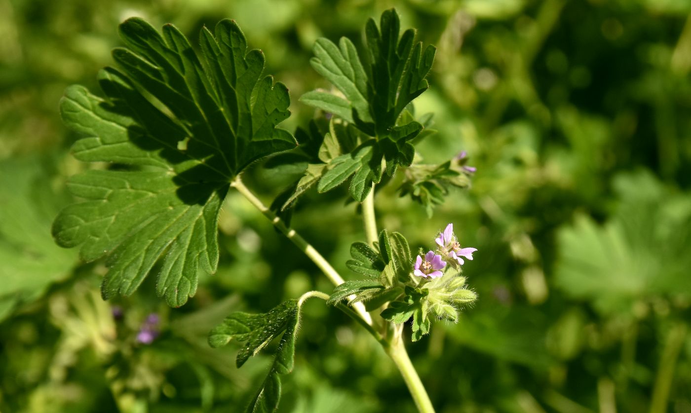 Image of Geranium divaricatum specimen.