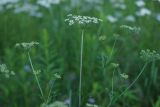 Selinum silaifolium. Верхушки цветущих растений. Нижегородская обл., в культуре. 16.06.2026.