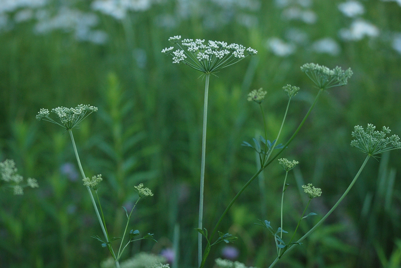 Изображение особи Selinum silaifolium.