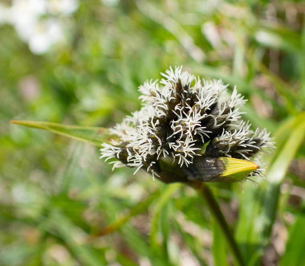 Изображение особи Scirpus maximowiczii.