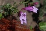 genus Penstemon. Цветки. Белгородская обл., пос. Ракитное, ул. Сосновая, 2, в культуре. 29 июня 2026 г.