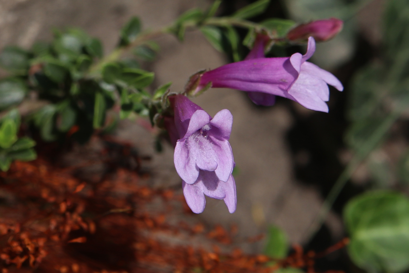 Image of genus Penstemon specimen.