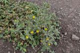 Scolymus maculatus