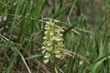 семейство Orchidaceae