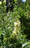 род Aconitum