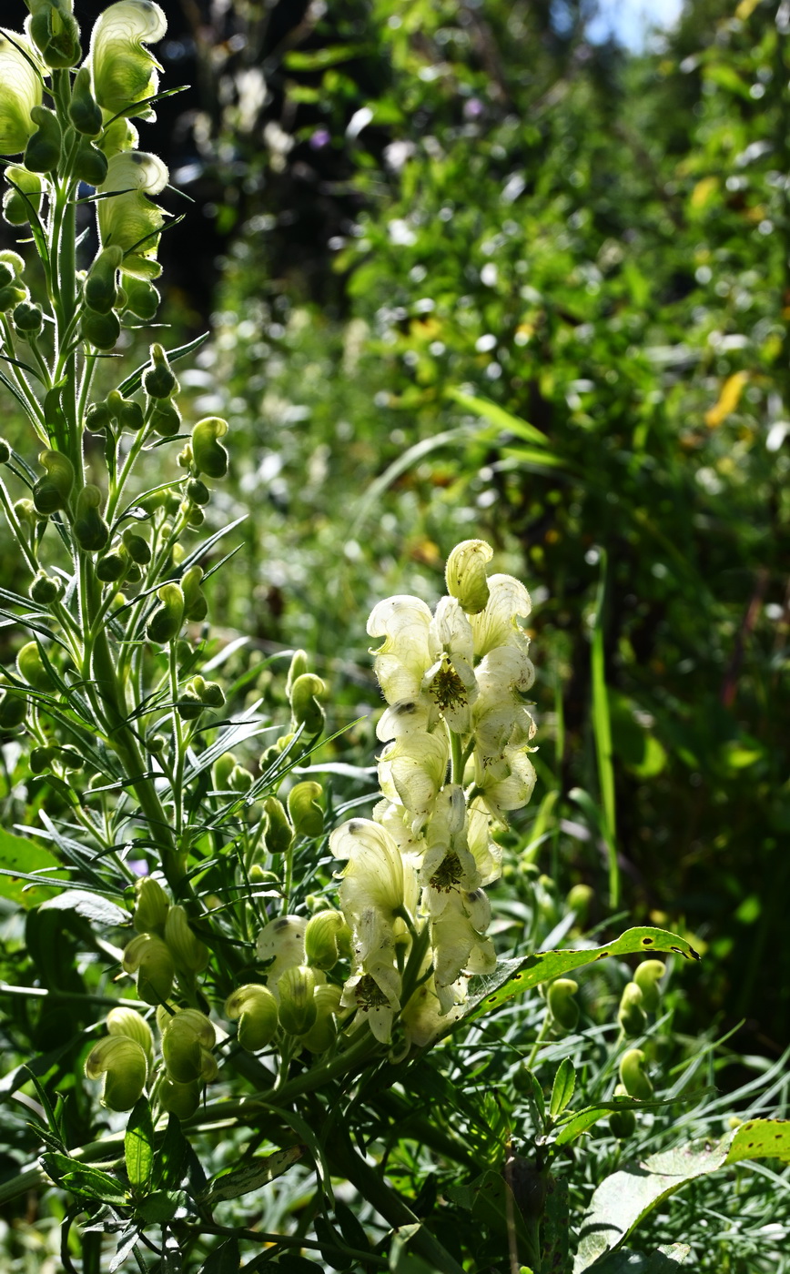 Изображение особи род Aconitum.