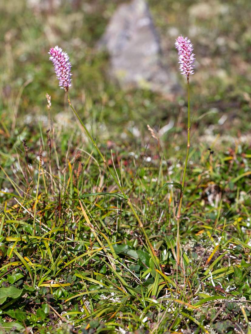 Image of Bistorta elliptica specimen.