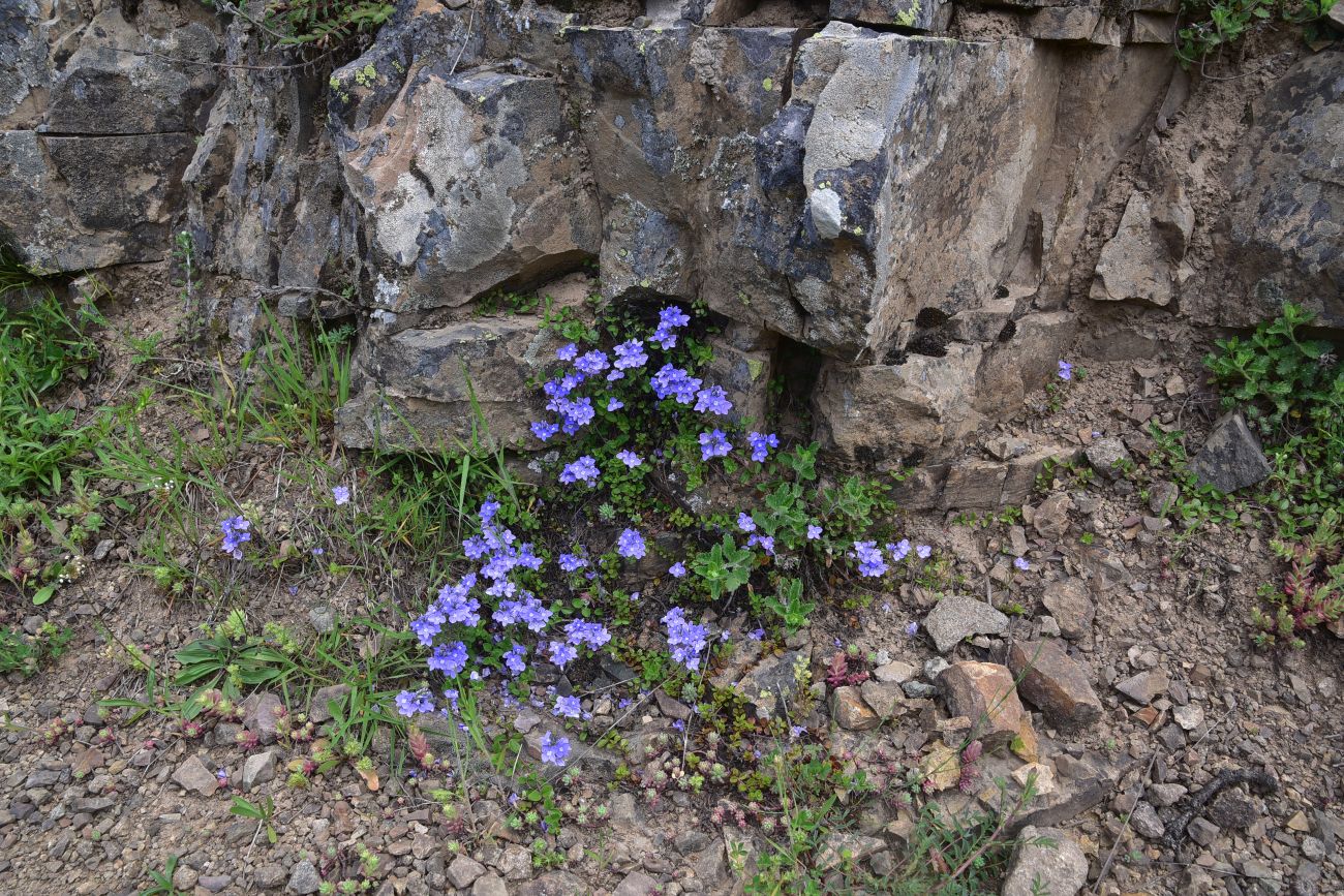 Image of genus Veronica specimen.