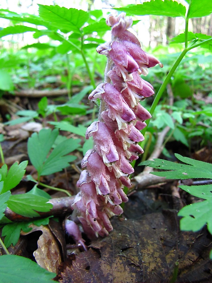 Image of Lathraea squamaria specimen.