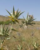 Carthamus lanatus. Верхушка веточки с соцветиями. Дагестан, Каякентский р-н, окр. с. Башлыкент, полынно-злаковая степь. 26.07.2026.