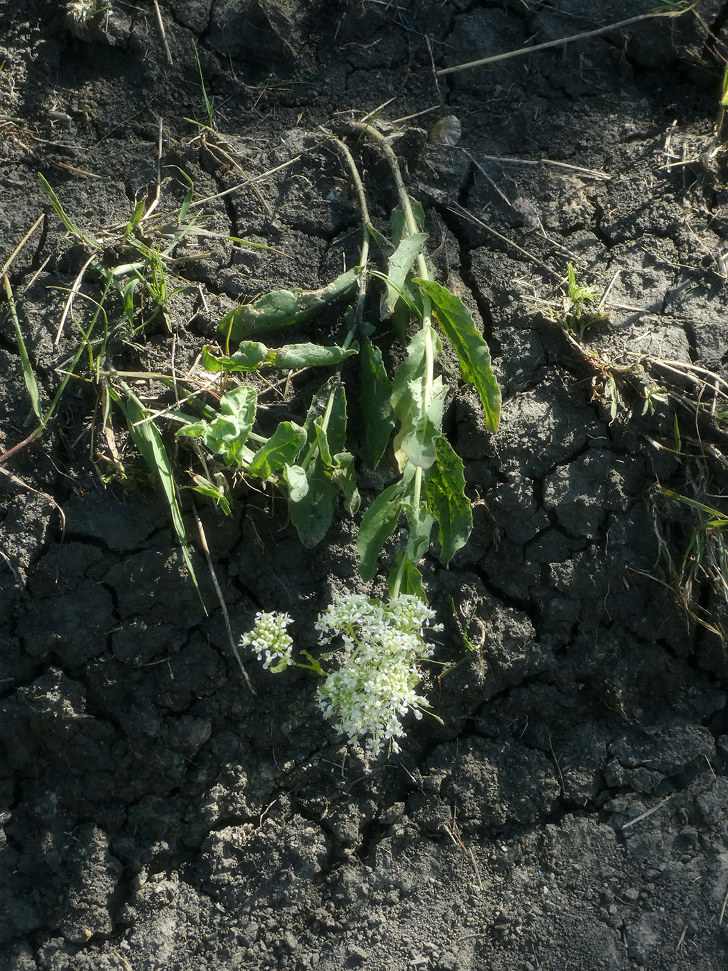 Image of Unknown species specimen.