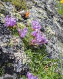 genus Astragalus. Часть куртины цветущих растений. Кабардино-Балкария, Черекский р-н, окр. оз. Гийбашкёль, ≈ 3200 м н.у.м., моренные отложения, в скальной расщелине. 29.07.2026.