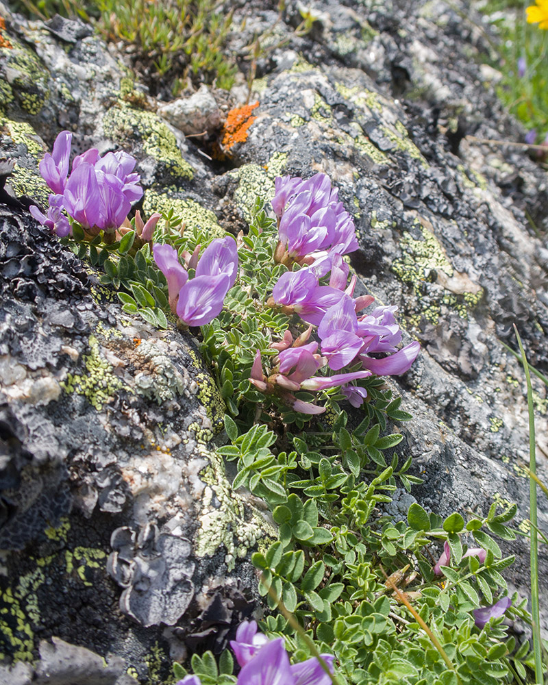 Image of Astragalus levieri specimen.