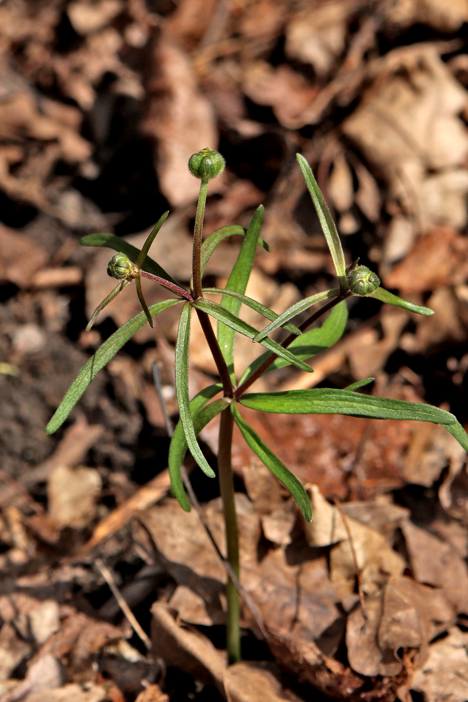 Image of Ranunculus fallax specimen.