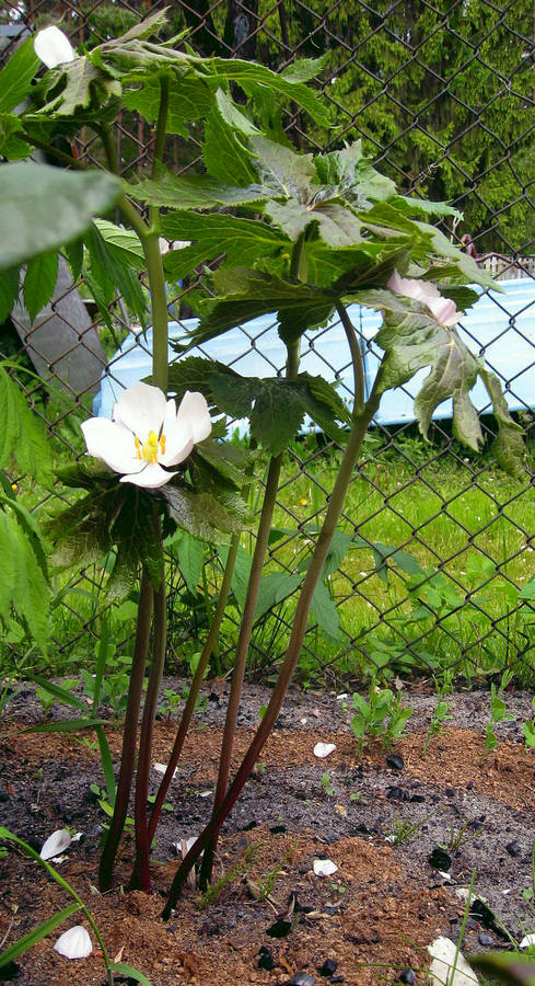 Изображение особи Sinopodophyllum hexandrum.