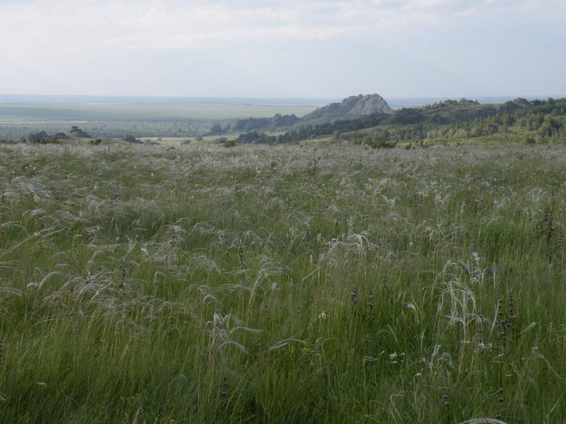 Image of Stipa zalesskii specimen.