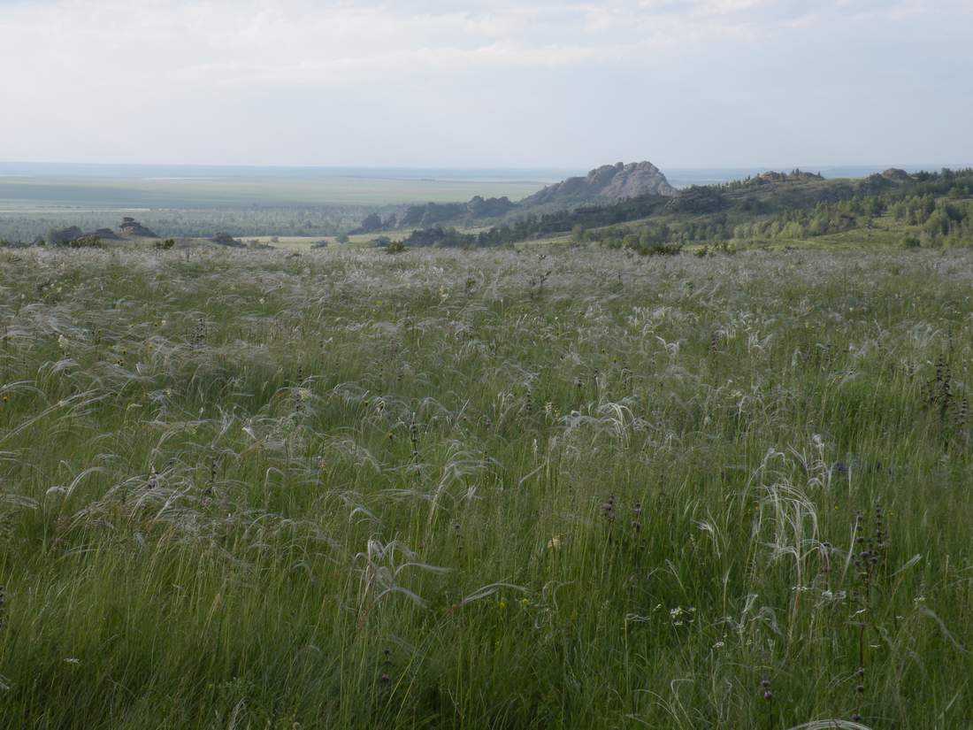 Изображение особи Stipa zalesskii.