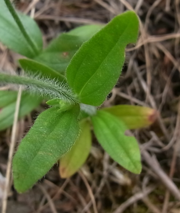 Изображение особи Tuberaria guttata.