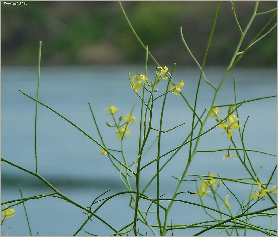 Image of Sisymbrium altissimum specimen.