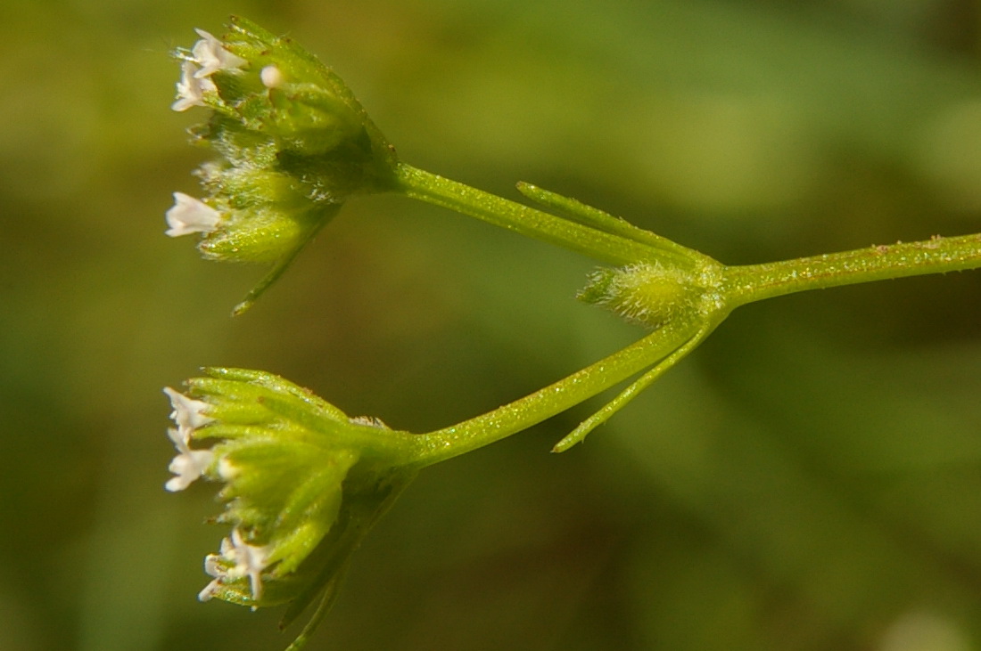 Изображение особи Valerianella dentata.