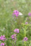 Hesperis sibirica