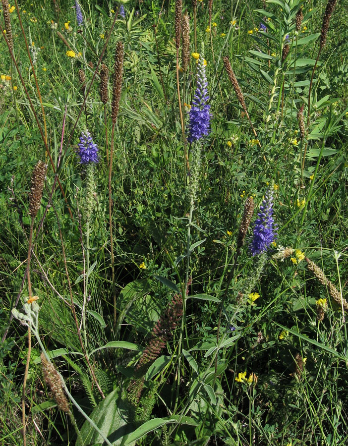Image of genus Veronica specimen.