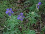 genus Geranium. Верхушка цветущего растения. Окрестности Улан-Удэ. 10.07.2011.