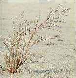 Eragrostis amurensis. Плодоносящее растение. Чувашия, г. Шумерля, берег р. Сура в районе городского пляжа. 29 августа 2011 г.