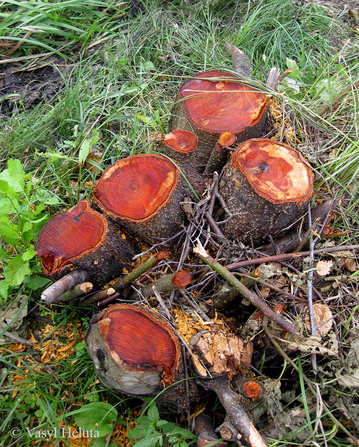 Изображение особи Alnus glutinosa.