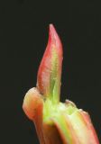 Salix cardiophylla